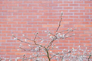 Small willow tree with willow buds near an orange brick wall