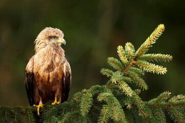 The black kite (Milvus migrans) resting on a spruce branch