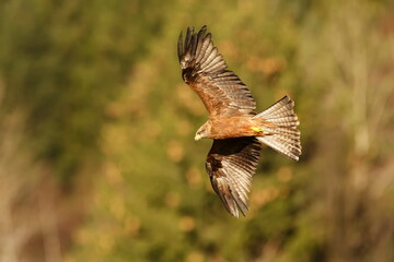 The black kite (Milvus migrans) looking for prey