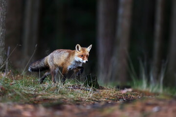 male red fox (Vulpes vulpes) running around the forest