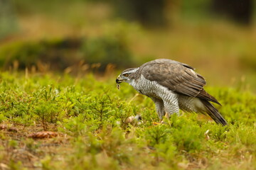 female The northern goshawk Accipiter gentilis with prey on the ground in the woods