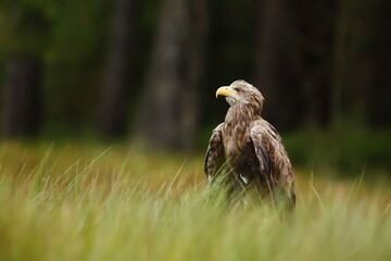 female White-tailed eagle (Haliaeetus albicilla) with a background of dark forest