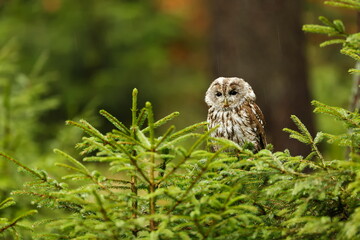 female tawny owl (Strix aluco) sitting in the young spruce trees