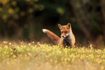 male red fox (Vulpes vulpes) is hunting mice