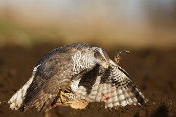female The northern goshawk Accipiter gentilis has caught a female pheasant