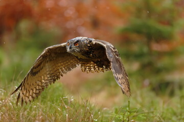 male Eurasian eagle-owl (Bubo bubo) in flight above the ground