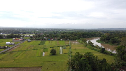 Obraz premium Aerial photo of green rice fields and village edges. Indonesian countryside