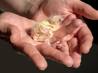 Selective focus. Close-up of newly hatched canary chick on a human palm will be warmed by love and...