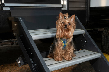 Curous Yorkie on a camping trailer's steops
