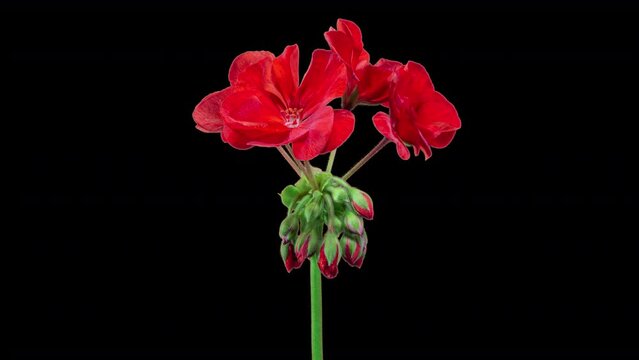 Red Pelargonium Flowers Blooming in Time Lapse on a Black Background. Beautiful Neon Red Geranium Blossoms