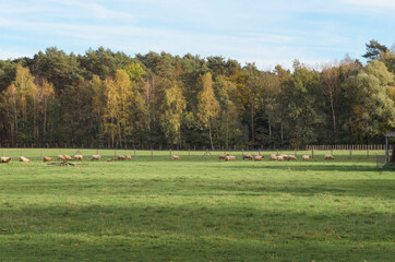 Autumn landscape of sheep grazing in the pasture.