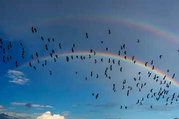 Beautiful landscape of sky after rain with rainbow and flying birds
