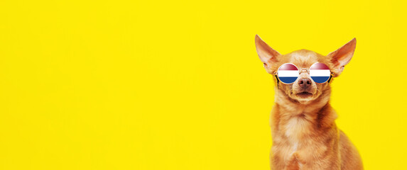 Cute brown dog in sunglasses against  yellow background glasses reflect flag of Netherlands.