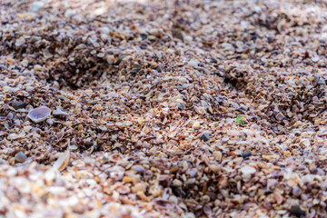 Beach full of shells on the ocean side