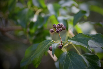 キヅタの薄紫色の実（埼玉県/1月）