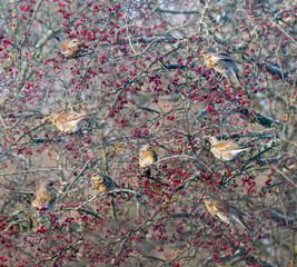 Fieldfare birds on hawthorn branches with berries on hazy day in autumn