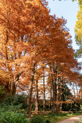 東京都新宿区の公園にある紅葉のメタセコイアの景色