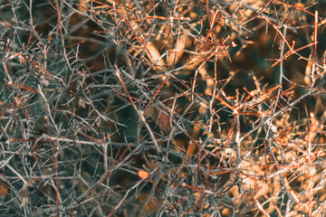 Muster von Äste mit vereinzelten grünen Blätter, Hintergrund