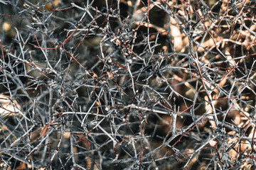 Muster von Äste mit vereinzelten grünen Blätter, Hintergrund