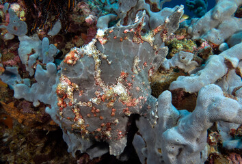 A Painted frogfish on corals Boracay Island Philippines