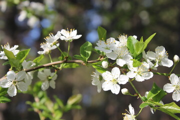 Plum tree white flowers in the garden