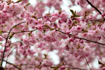 Blossom pink Sakura on a blurred unfocussed natural background. Selective focus