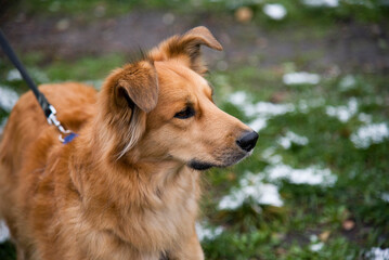 golden retriever portrait