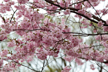 Blossom pink Sakura on a blurred unfocussed natural background. Selective focus