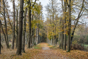 the beeches die from drought and nitrogen deposition