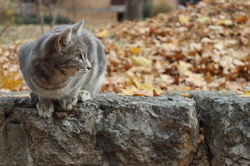 portrait of a tabby cat with autumn leaves background