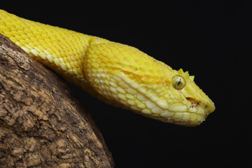 Portrait of a yellow Eyelash Viper resting on a branch
