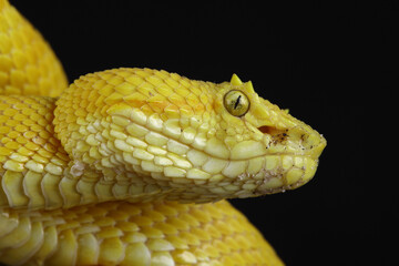 Portrait of a yellow Eyelash Viper against a black background
