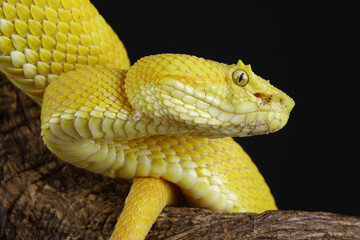 Portrait of a yellow Eyelash Viper against a black background
