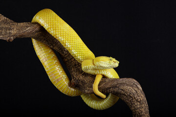 Portrait of a yellow Eyelash Viper resting on a branch
