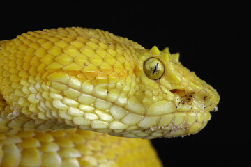 Portrait of a yellow Eyelash Viper against a black background
