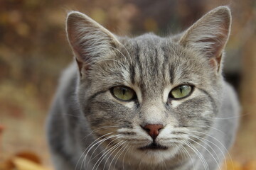 close up portrait of a tabby cat