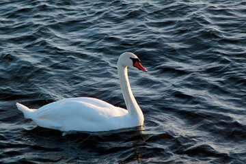 Obraz premium A beautiful white swan floating on a sea waves. Selective focus