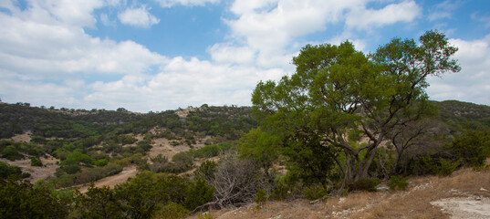 Big mesquite tree in Texas Hill Country