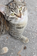 portrait of a tabby cat