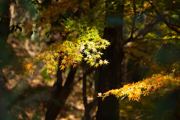 色づき始めた楓の木
