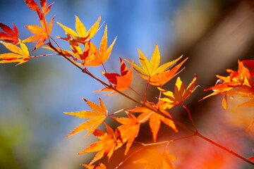 青色背景のオレンジ色の紅葉