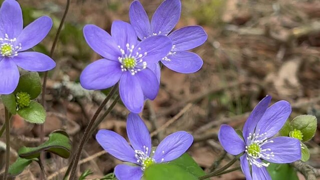 Blue trifoliate hepatica nabilis in a spring forest