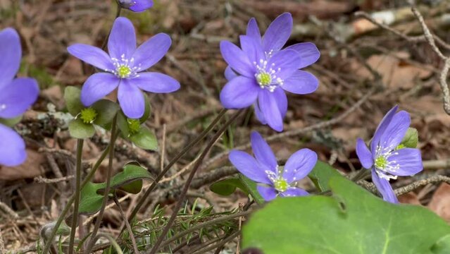 Blue trifoliate hepatica nabilis in a spring forest