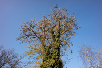 A tall large tree whose trunk is overgrown with ivy and hops against a blue cloudless sky