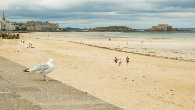 Seagull pearched on the beautiful promenade of Saint Malo, Brittany, France. On the right the beach and the atlantic ocean during low tide. The historical centre of the city on the background.