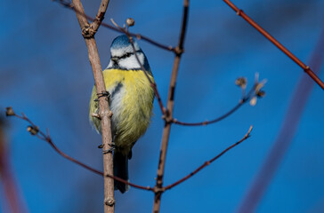 Obraz premium yellow backed shrike