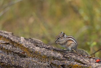 Cute Chipmunk in Wyoming in Autumn