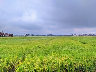 green field and blue sky