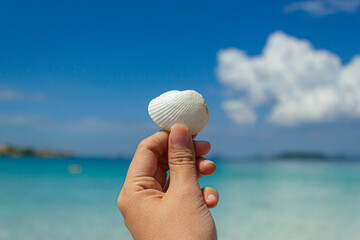 White shell pick up by hand
