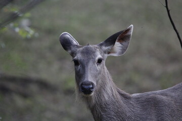 Obraz premium Sambar Deer in Ranathambore Jungle looking for food. Save wildlife concept. Magazine cover page photo. New release book cover page.